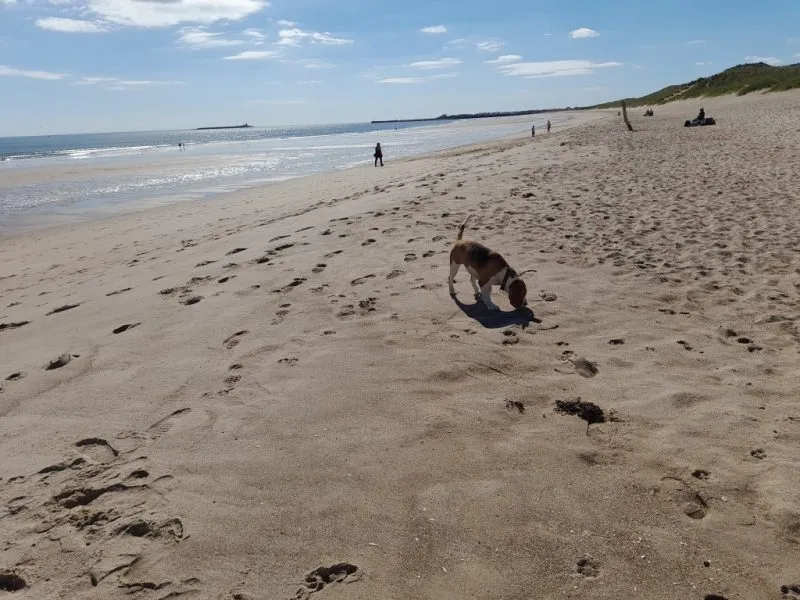 Our School - Bella 1 - image 4