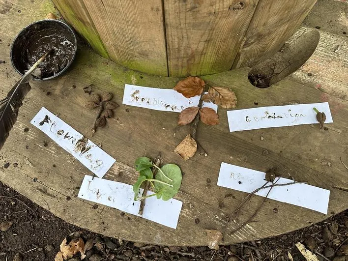 Spring 2024 - 6th March - Acorns - Plant Life Cycle - image 3 Spring 2024 - 6th March - Acorns - Plant Life Cycle - image 3