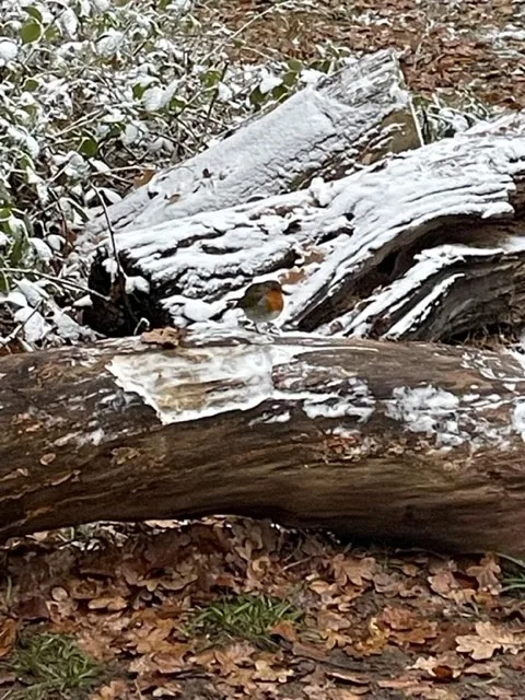 Gallery - created at 2022-12-13 08:04:26 - image 2