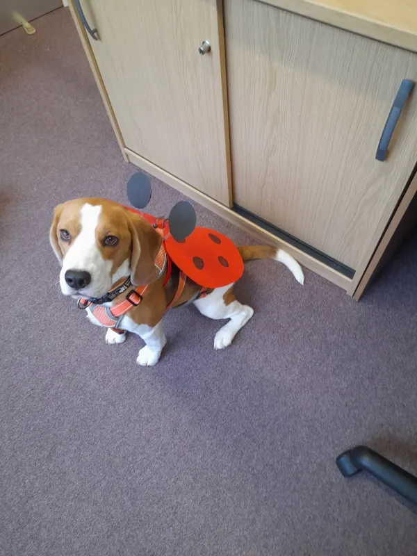 Our School - Bella 2 - image 1