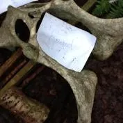 Forest School 158 - image 3 Forest School 158 - image 3