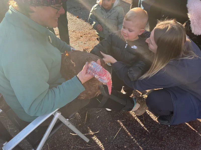 Stella ‘Farm on wheels’ part 2  - image 1