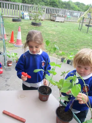 Giant Beanstalks - image 32