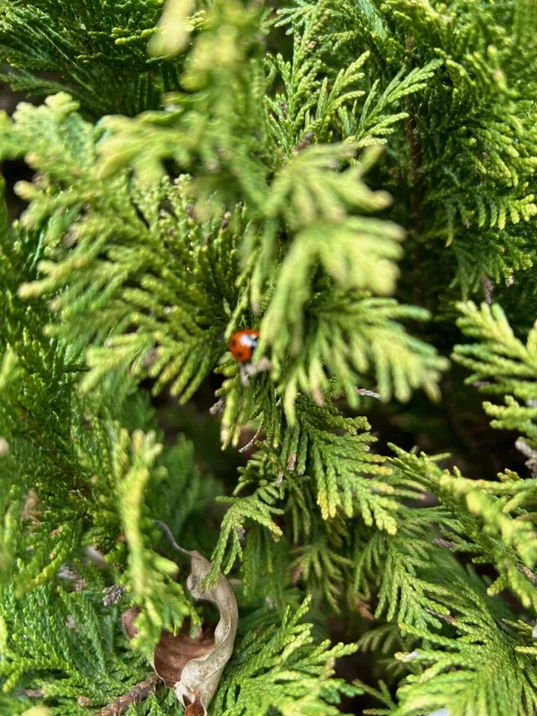 Gallery - created at 2024-04-19 14:47:35 - image 4