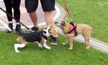 Our School - Bella 11 - image 1