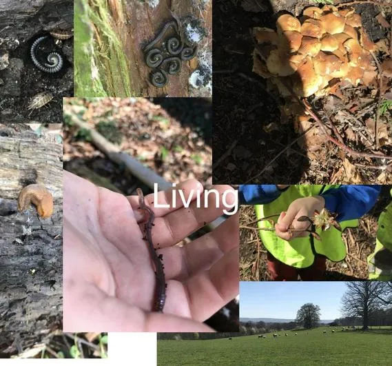 Summer 2023 - April 19th - Saplings - Identifying and Classifying Living Things and Playing the MRSGREN Game - image 3 Summer 2023 - April 19th - Saplings - Identifying and Classifying Living Things and Playing the MRSGREN Game - image 3