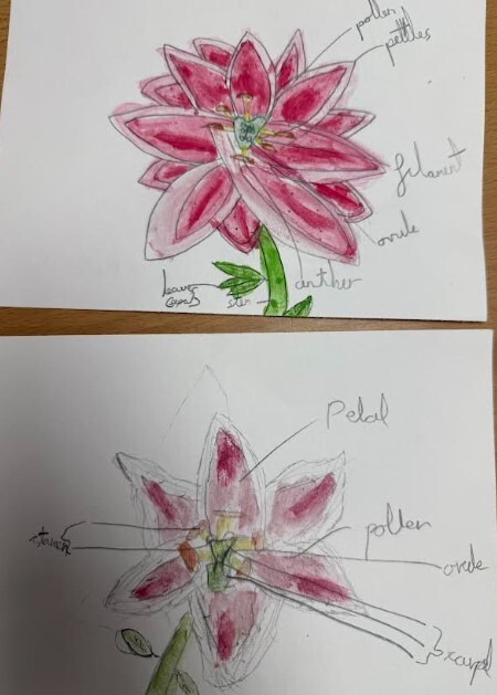 Science - Plants