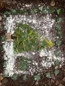 Forest School 161 - image 4 Forest School 161 - image 4