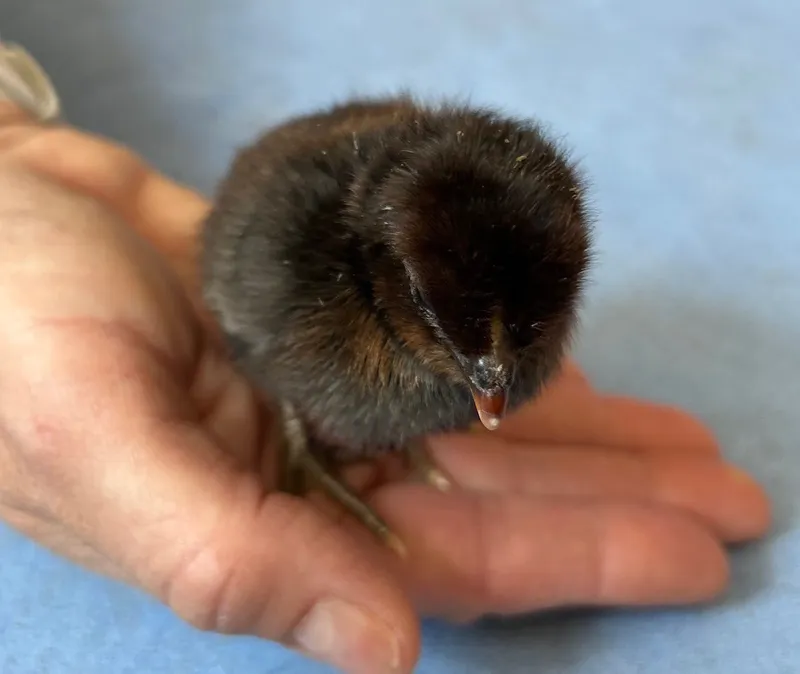 Gallery - created at 2025-05-15 20:09:46 - image 19