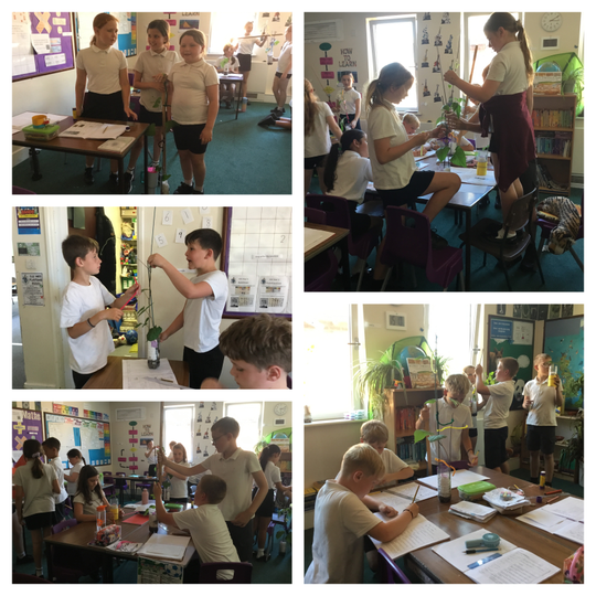 Life Cycles Topic in Year 5