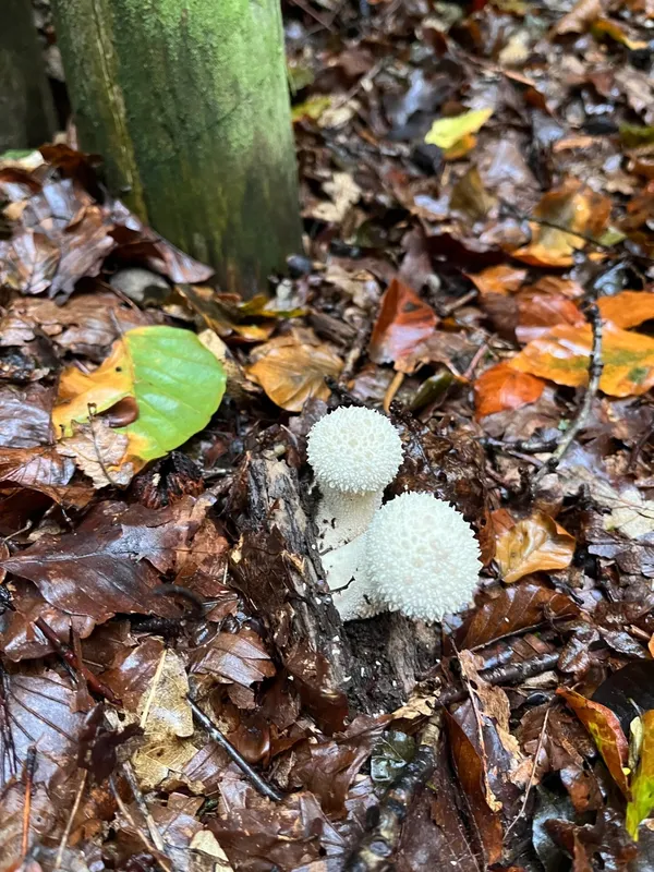 Gallery - created at 2023-10-15 15:16:55 - image 18