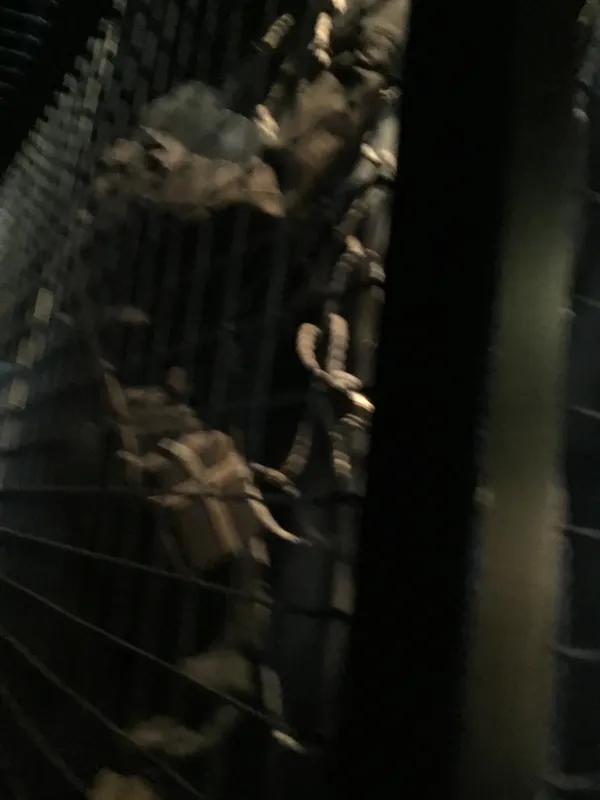 Eden camp 23rd Sept 2025 - image 17