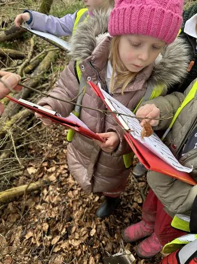 Spring 2024 - 13th March - Acorns - Clay Leaves, Bud Identification, Deciduous and Evergreen, Wild Flowers, Measuring Saplings - image 2 Spring 2024 - 13th March - Acorns - Clay Leaves, Bud Identification, Deciduous and Evergreen, Wild Flowers, Measuring Saplings - image 2