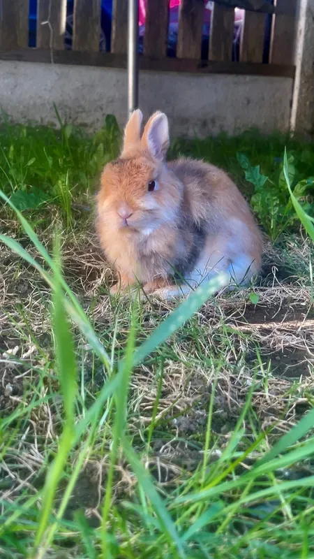 David Attenborough Family Photo Challenge - image 29