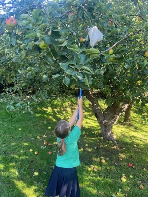 Apple Picking 2025 in Hendred House Garden - image 1