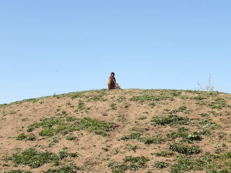 Y3 Yorkshire Wildlife Park Trip - image 10