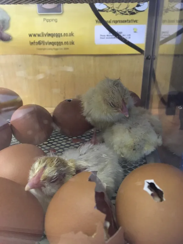 Gallery - created at 2018-04-11 15:00:12 - image 2