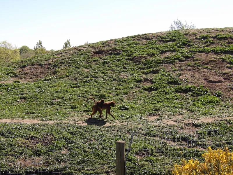 Y3 Yorkshire Wildlife Park Trip - image 15