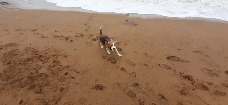 Our School - Bella 3 - image 1