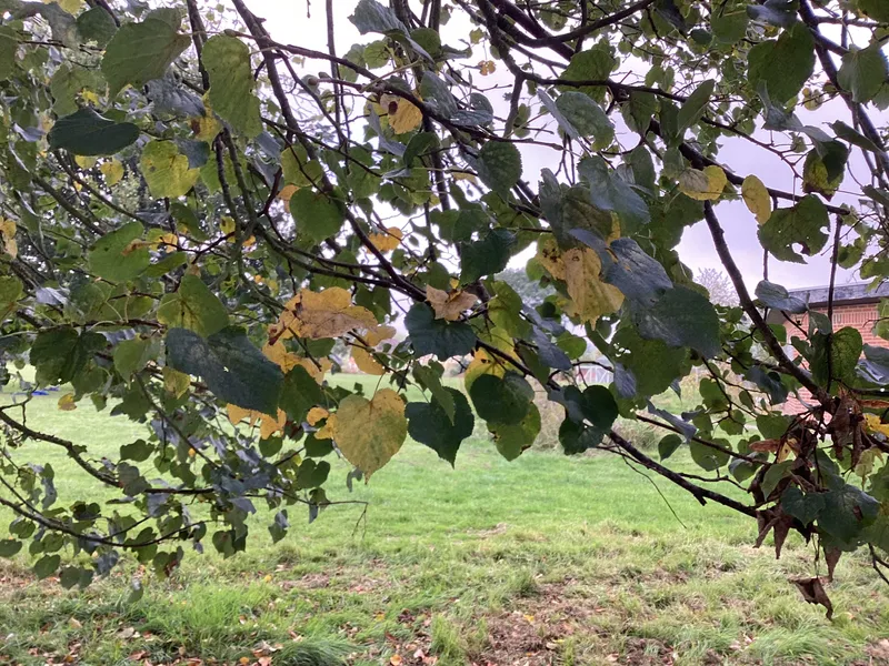 6.9.24 Looking for signs of autumn around our schools grounds - image 6 6.9.24 Looking for signs of autumn around our schools grounds - image 6
