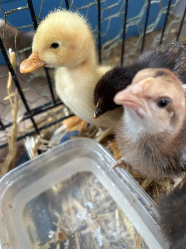 Gallery - created at 2025-05-30 16:00:27 - image 5