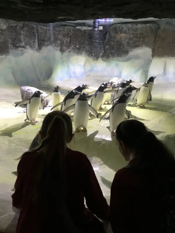 Year 5 Sealife Centre  - image 80