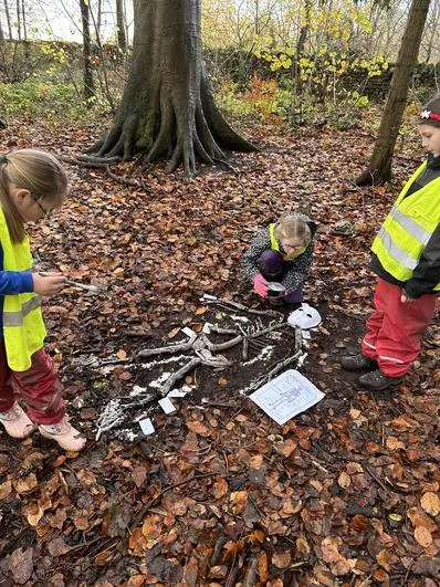 Autumn 2022 - November 23rd - Saplings - Human Skeleton - image 2 Autumn 2022 - November 23rd - Saplings - Human Skeleton - image 2