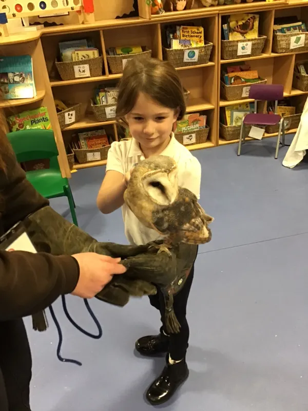 birds of prey year 1 25 - image 27 birds of prey year 1 25 - image 27