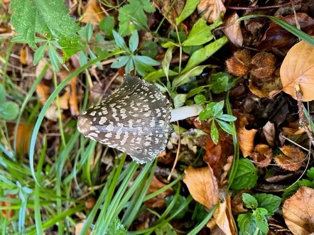 Gallery - created at 2022-10-10 18:05:29 - image 10