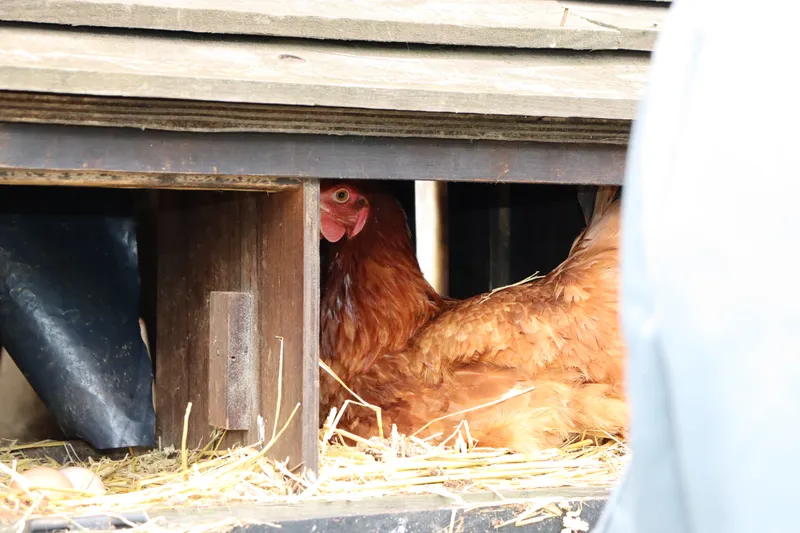 Farm march '26 - image 6 Farm march '26 - image 6