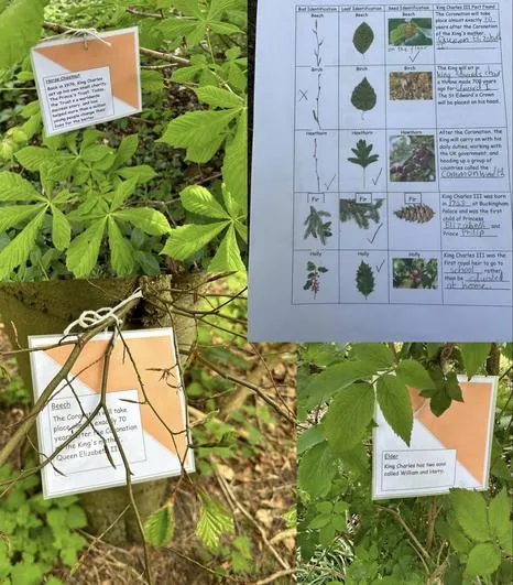 Summer 2023 - 3rd May - Saplings - Tree Identification (buds, leaves and seeds), Leaf Classification, King Charles III Facts and Crowns - image 3 Summer 2023 - 3rd May - Saplings - Tree Identification (buds, leaves and seeds), Leaf Classification, King Charles III Facts and Crowns - image 3