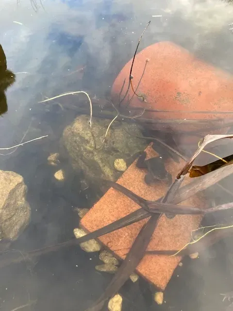 Year 5 and 6 pupils. - image 4