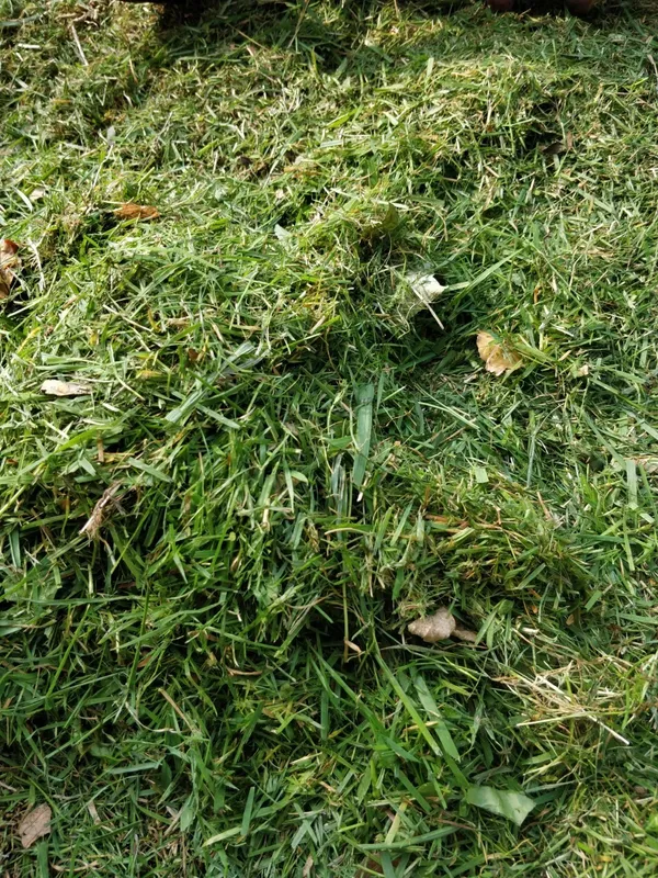 Y3 Forest schools - image 5