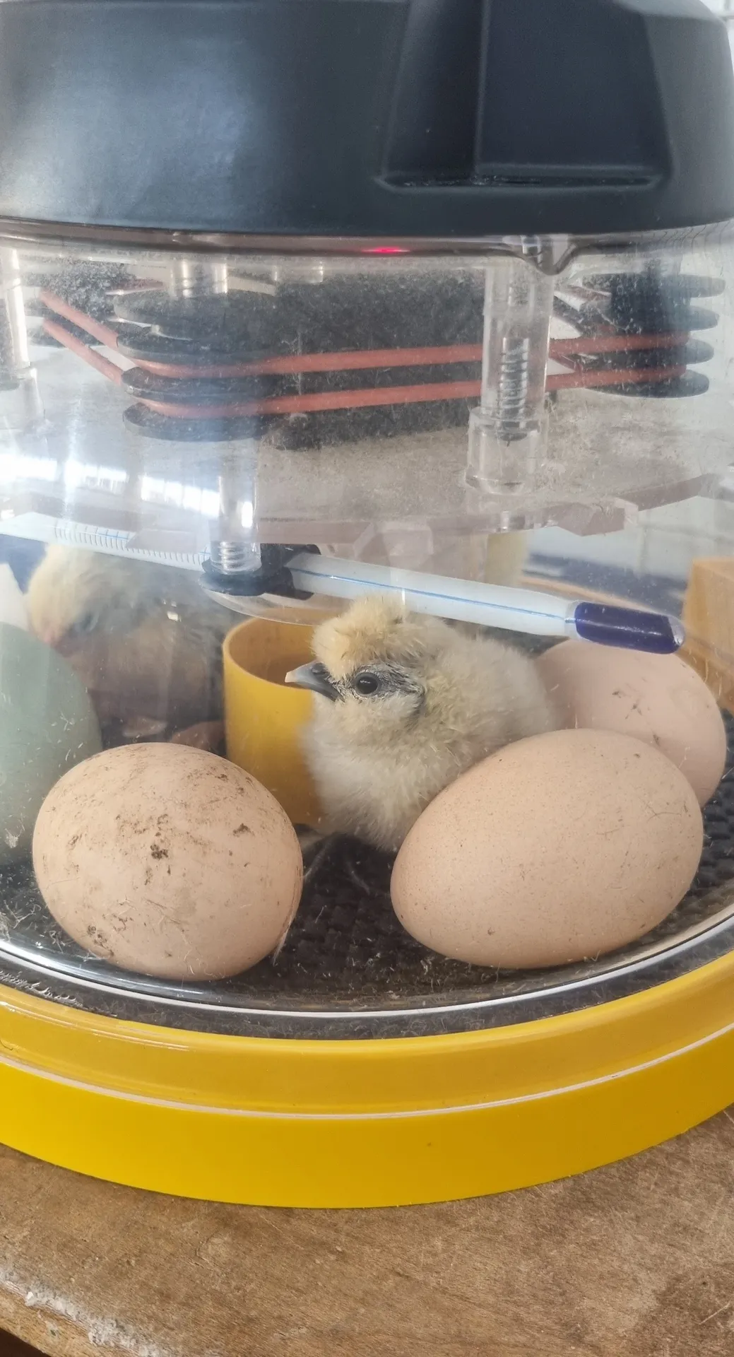 Life Cycles - image 4