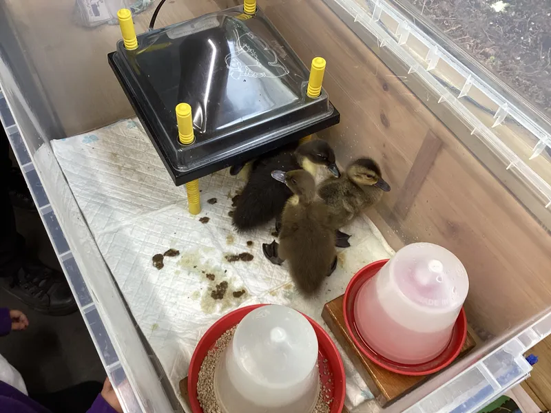 Ducks 26 - image 1