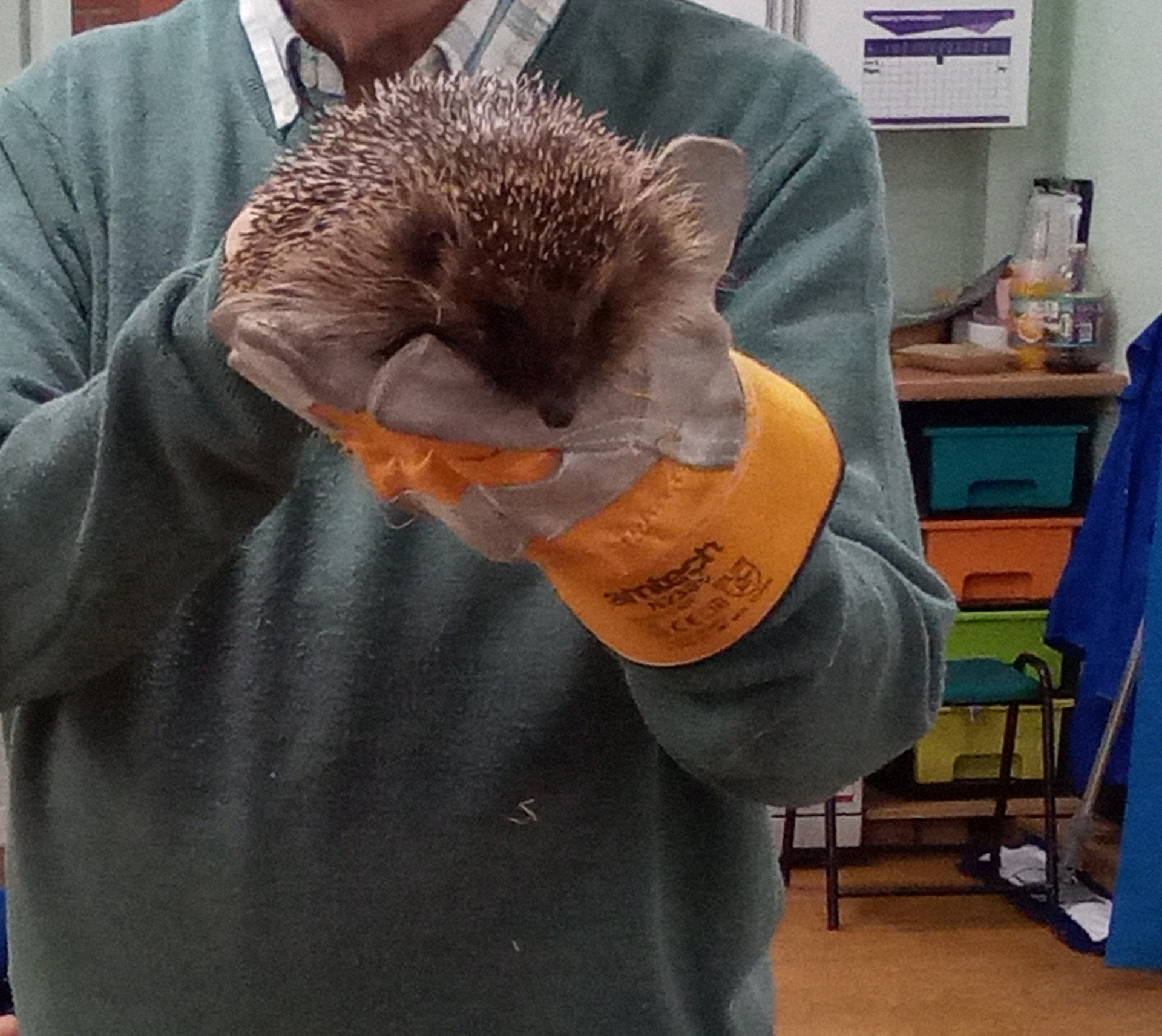 Hedgehogs meet a Hedgehog