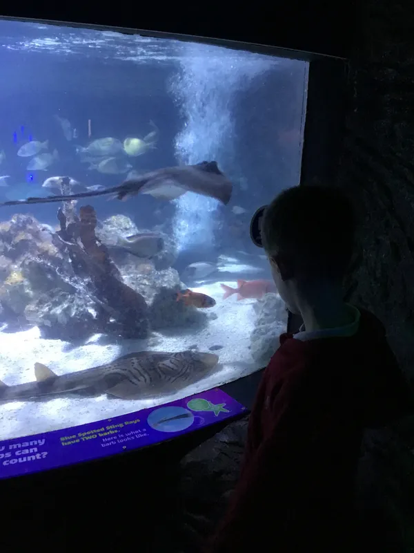 Year 5 Sealife Centre  - image 77