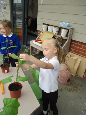 Giant Beanstalks - image 3