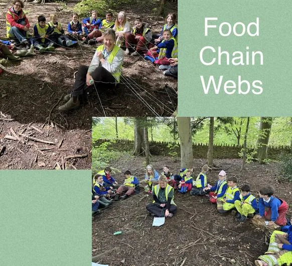 Summer 2023 - 10th May - Saplings - Food Chains and Bridges - image 2 Summer 2023 - 10th May - Saplings - Food Chains and Bridges - image 2