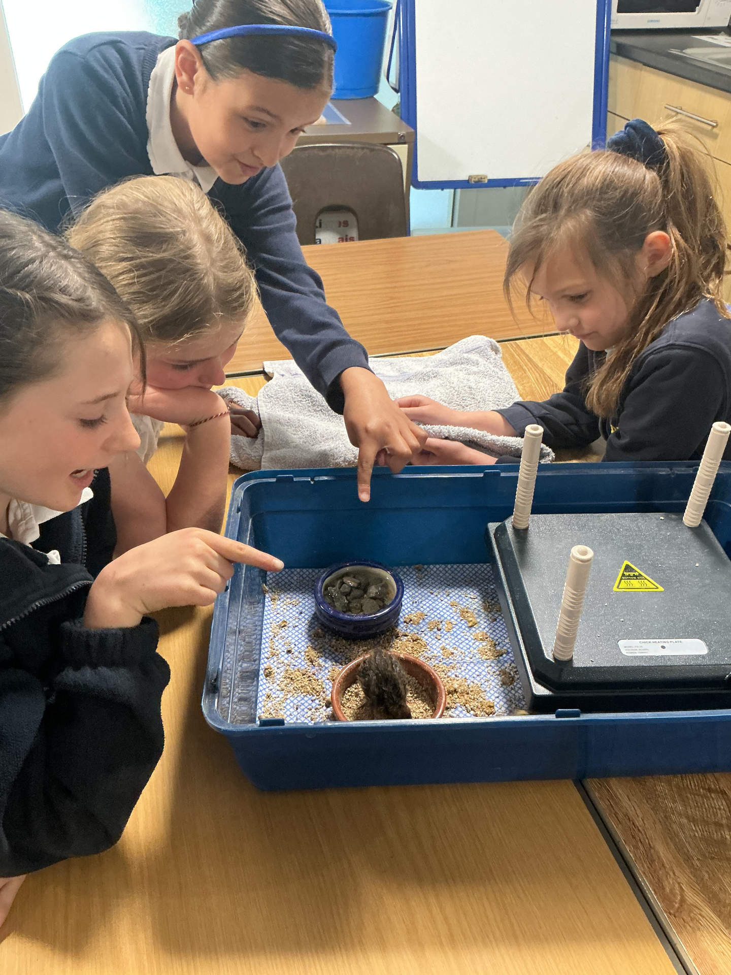 Visit from some Quail Chicks