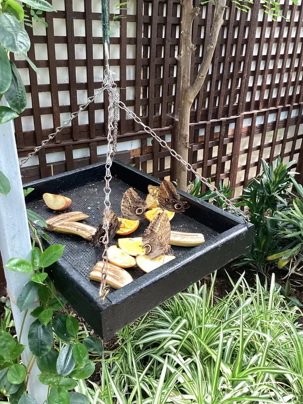 EYFS at Butterfly World - image 7