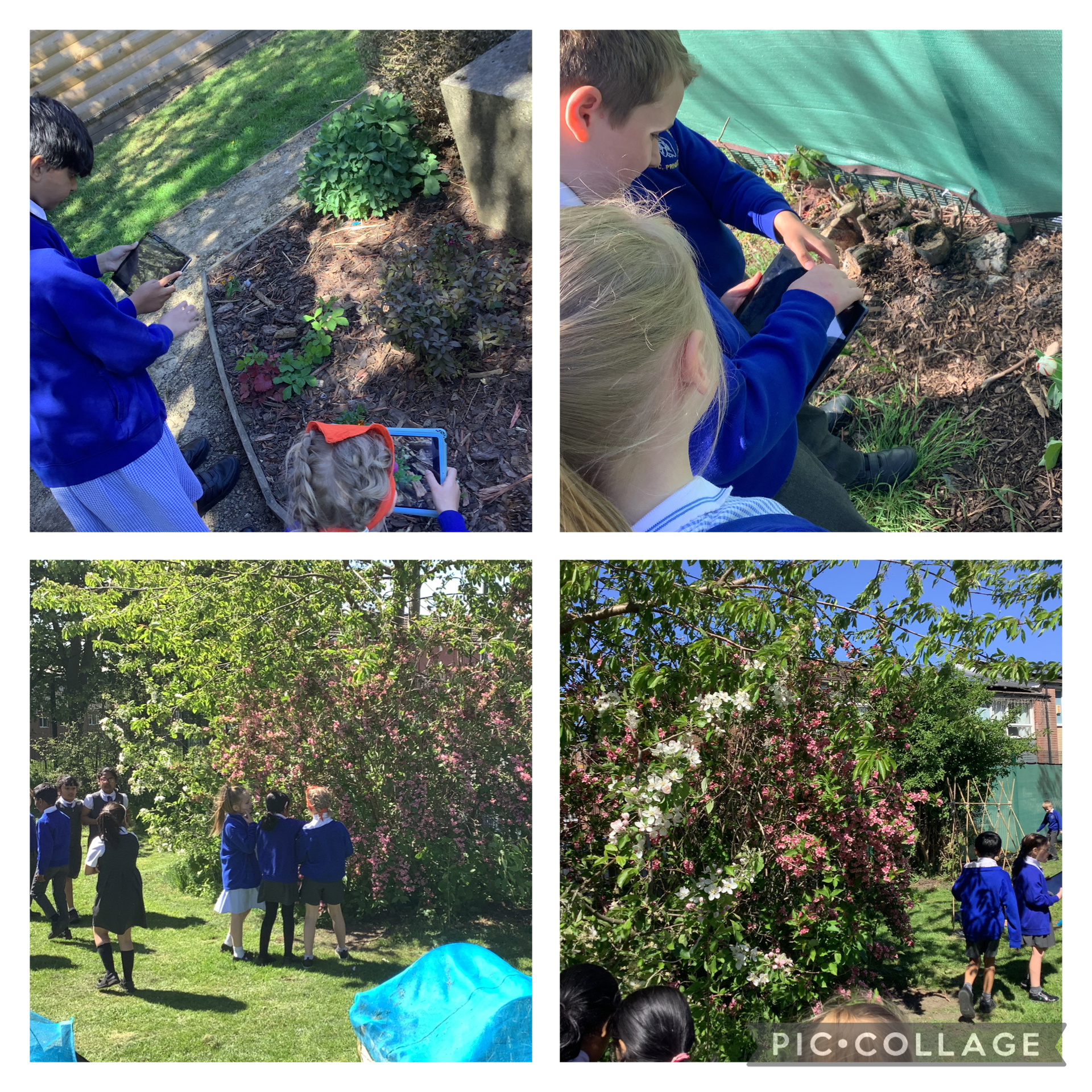 Year 3’s plants enquiry