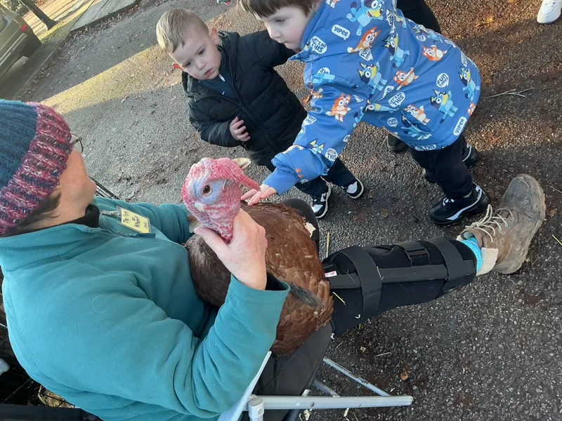 Stella farm on wheels Part 1 - image 27