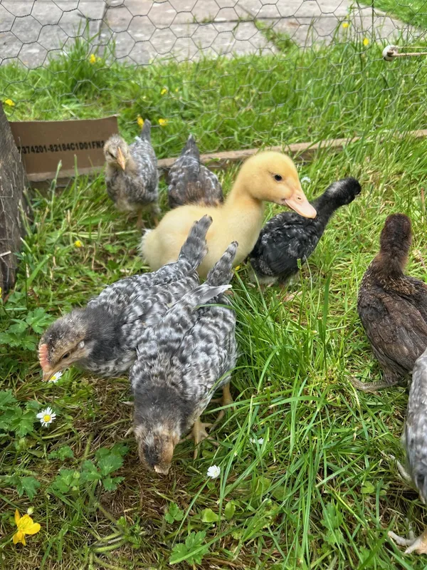 Gallery - created at 2025-06-06 11:32:24 - image 6