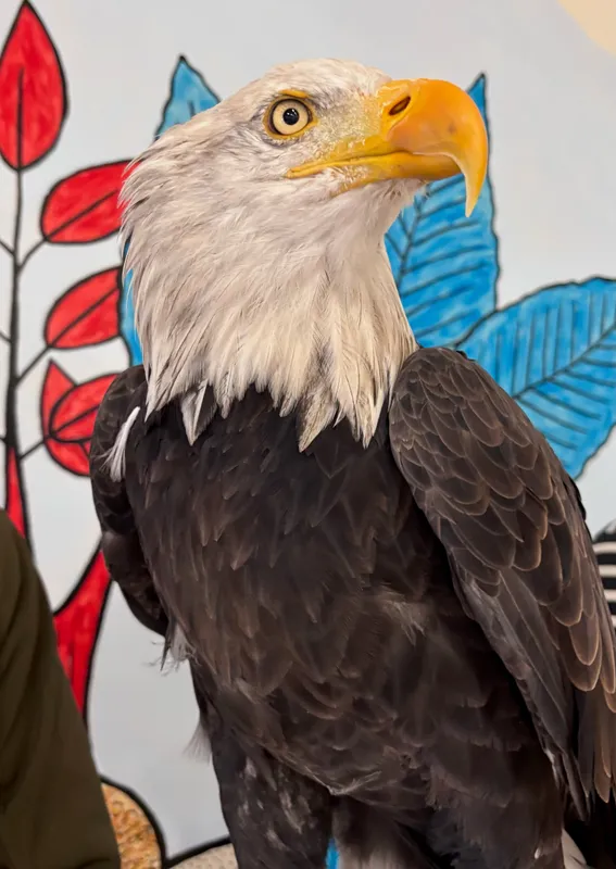 P5 Harry Potter Day  - image 1