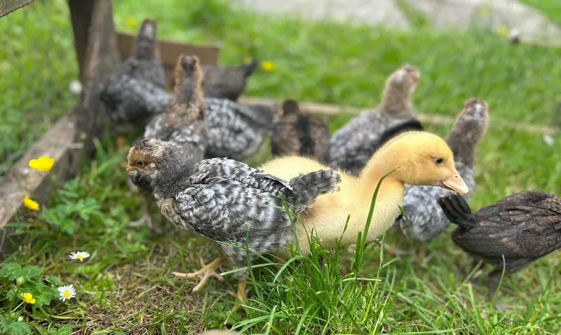 Gallery - created at 2025-06-06 11:32:24 - image 7