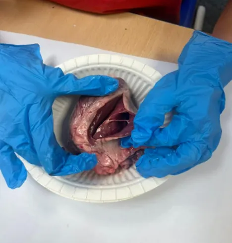 Autumn 1 Term - image 1 Autumn 1 Term - image 1