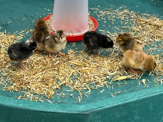 Gallery - created at 2023-05-05 11:29:48 - image 4