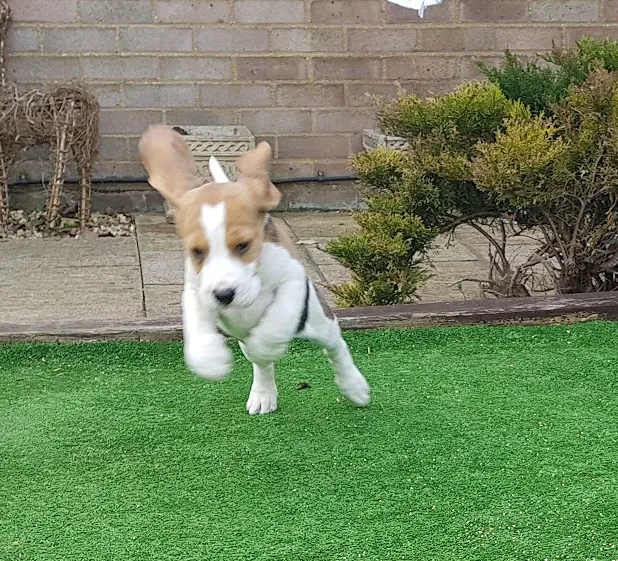 Our School - Bella 12 - image 5