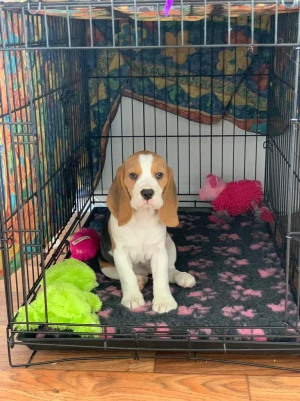 Our School - Bella 12 - image 9